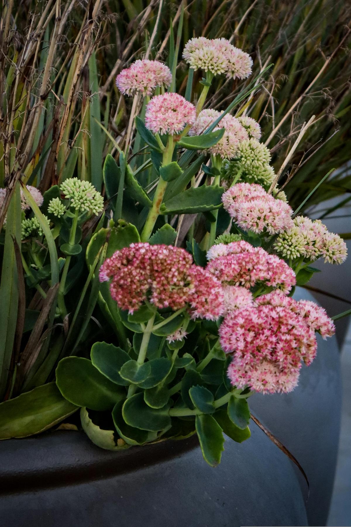 Apa bunga untuk menanam di tanah perkuburan sehingga mereka mekar sepanjang musim panas / foto pexels.com