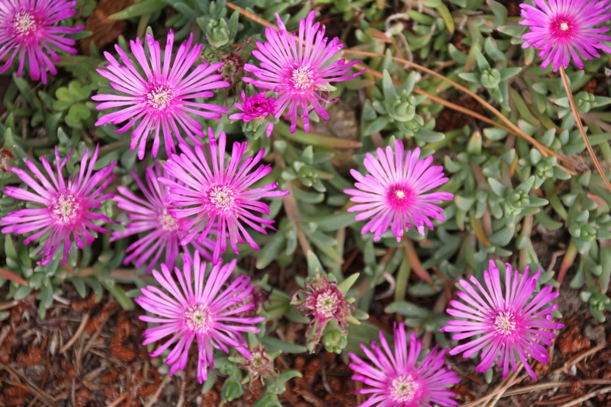 Bunga apa yang akan ditanam di kubur / foto pexels.com