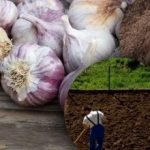 Bawang putih musim sejuk tidak suka ini: tukang kebun telah