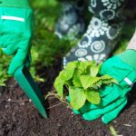 Bilakah menanam strawberi pada musim gugur untuk mengumpulkan baldi beri