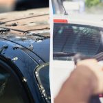 Burung tidak akan lagi omong kosong pada kereta: inilah yang