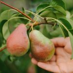 Cara memangkas pir dengan betul untuk mendapatkan hasil panen yang