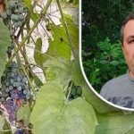 Caranya mudah untuk men yang baik: tukang kebun telah mendedahkan