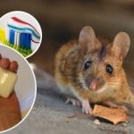 Tikus dan tikus akan hilang selama-lamanya: ubat anti-Rodent yang murah